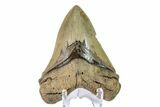 Serrated, Fossil Megalodon Tooth - South Carolina #156539-1